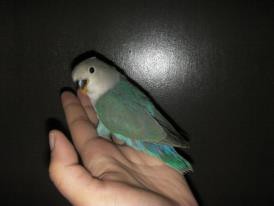 Agapornis Roseicollis @ #18